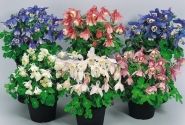 Aquilegia flabellata Cameo Mix