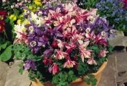 Aquilegia flabellata Cameo Mix