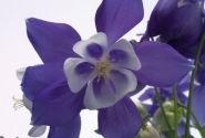 Aquilegia hybrida Spring Magic Blue and White