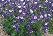 Aquilegia hybrida Spring Magic Blue and White