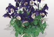 Aquilegia hybrida Spring Magic Navy and White
