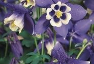 Aquilegia hybrida Spring Magic Navy and White