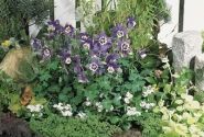 Aquilegia hybrida Spring Magic Navy and White