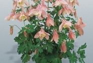 Aquilegia hybrida Spring Magic Pink and White