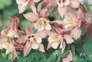 Aquilegia hybrida Spring Magic Pink and White