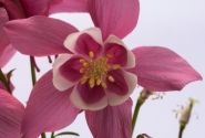 Aquilegia hybrida Spring Magic Rose and White