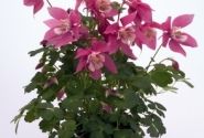 Aquilegia hybrida Spring Magic Rose and White
