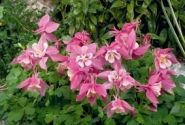 Aquilegia hybrida Spring Magic Rose and White