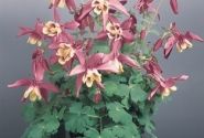 Aquilegia hybrida Spring Magic Rose and Ivory