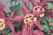 Aquilegia hybrida Spring Magic Rose and Ivory