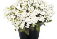 Arabis caucasica Catwalk White