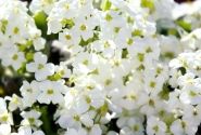 Arabis caucasica Catwalk White