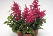 Astilbe arendsii Astary Rose