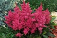 Astilbe arendsii Astary Rose