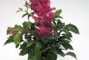 Astilbe arendsii Astary Rose