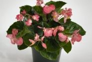 Begonia benariensis BIG Pink Green Leaf