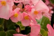 Begonia benariensis BIG Pink Green Leaf
