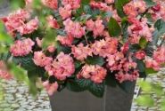 Begonia benariensis BIG Pink Green Leaf