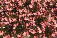 Begonia benariensis BIG Pink Bronze Leaf