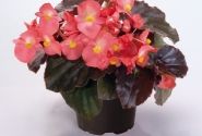 Begonia benariensis BIG Pink Bronze Leaf