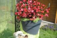 Begonia benariensis BIG Rose with Green Leaf
