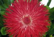 Bellis perennis Habanera Red