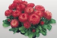 Bellis perennis Habanera Red