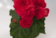 Begonia tuberhybrida Nonstop Red
