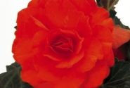 Begonia tuberhybrida Nonstop Mocca Deep Orange