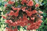 Begonia tuberhybrida Illumination Salmon Pink