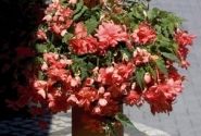Begonia tuberhybrida Illumination Salmon Pink