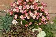 Begonia semperflorens Super Olympia Bicolor