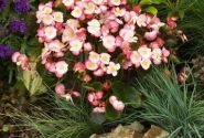 Begonia semperflorens Super Olympia Bicolor