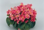 Begonia semperflorens Super Olympia Pink