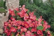 Begonia semperflorens Super Olympia Pink