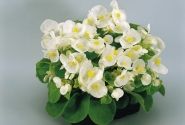 Begonia semperflorens Super Olympia White