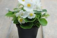 Begonia semperflorens Super Cool White