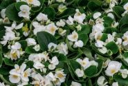 Begonia semperflorens Super Cool White