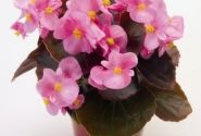 Begonia semperflorens Nightlife Pink