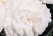 Begonia tuberhybrida Nonstop White