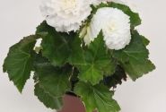 Begonia tuberhybrida Nonstop White