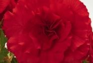 Begonia tuberhybrida Nonstop Red