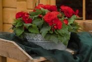 Begonia tuberhybrida Nonstop Red