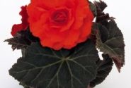Begonia tuberhybrida Nonstop Mocca Deep Orange