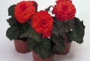Begonia tuberhybrida Nonstop Mocca Deep Orange