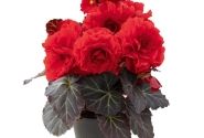 Begonia tuberhybrida Nonstop Mocca Deep Red
