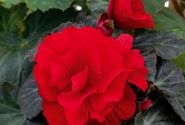 Begonia tuberhybrida Nonstop Mocca Deep Red