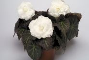 Begonia tuberhybrida Nonstop Mocca White