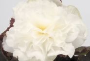 Begonia tuberhybrida Nonstop Mocca White