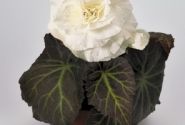 Begonia tuberhybrida Nonstop Mocca White